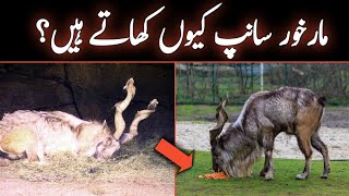 Markhor Eating Snake  AS Info TV [upl. by Je]