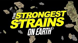 2015 Strongest Strains On Earth [upl. by Eniamreg]