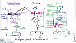 Small Intestine amp Nutrient Absorption [upl. by Kcor]