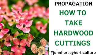 HOW TO TAKE HARDWOOD CUTTINGS FROM DOGWOOD CORNUS ALBA CUTTINGS [upl. by Syhr]