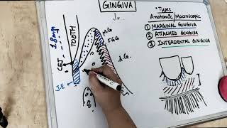 gingiva anatomy  part 1 Carranza [upl. by Bracci933]