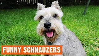 Funny Schnauzers Moments [upl. by Valente]