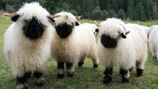 Valais Blacknose Sheep  World’s Cutest Sheep [upl. by Kcirederf]