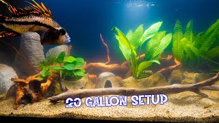 Easy Low Maintenance Planted 20 Gallon Aquarium [upl. by Atinahc668]