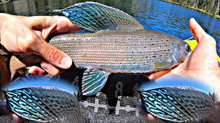 Catching BIG ARCTIC GRAYLING in Colorado [upl. by Ahsinuq]