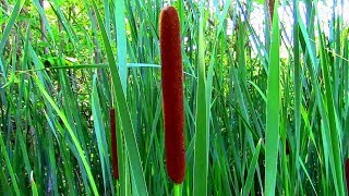 Wild Food Foraging Cattail Veggie Pasta [upl. by Akahc]