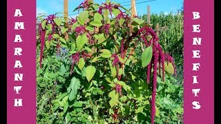 Benefits of Amaranth Leaves [upl. by Harrington733]