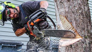 Felling Trees Near Buildings  HOW TO [upl. by Ahsam649]