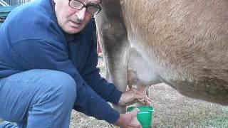 Treating a Dry Cow for Mastitis [upl. by Eixor]