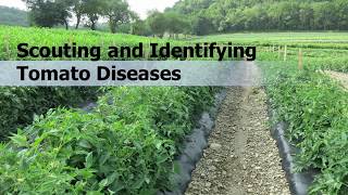 Scouting and Identifying Tomato Diseases [upl. by Vincentia]