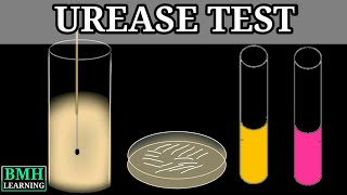 Urease Test [upl. by Hamal]