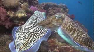 Scuba Diving in The Similan Islands Koh Tachai and Richelieu Rock [upl. by Finny]