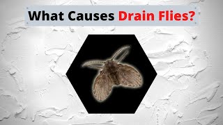 What Causes Drain Flies [upl. by Zahavi69]