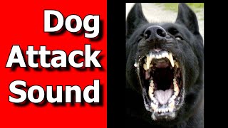 Dog Attack Sound Dog Snarl and BITE Sounds ANGRY DOG Sounds [upl. by Ellehcram]