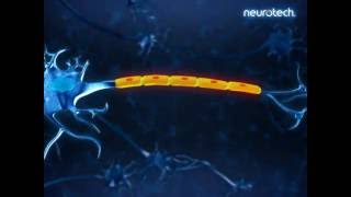 Basics 3 Schwann Cells neurotech [upl. by Coplin909]