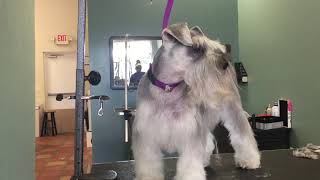 step by step on how to groom a schnauzer tutorial [upl. by Akenna539]