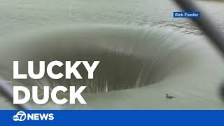 Duck survives plunge down ‘Glory Hole’ spillway [upl. by Aiyt]