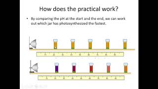 Y10 Photosynthesis core practical [upl. by Harrison892]