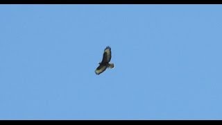 Common Buzzard Hovering and Attacking Prey [upl. by Zena]