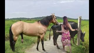 My sister training care her lovely horse in beginner 2021 [upl. by Fiorenza834]