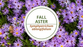 Fall Aster  Symphyotrichum oblongifolium [upl. by Sabah]