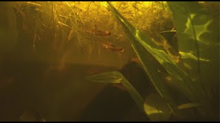 Chili Rasboras in Natural Aquarium  Cinematic [upl. by Randal]