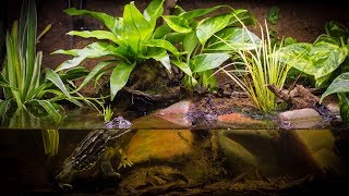 Building The Pixie Frog African Bullfrog Paludarium [upl. by Herold]