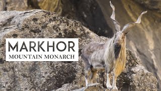 Markhor Documentary I Wildlife Documentary [upl. by Dahsra288]