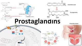 Prostaglandins  Biosynthesisfunction and regulation [upl. by Ytsihc599]