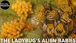 Hatching Ladybugs  Rare Macro Time Lapse Footage [upl. by Robertson]