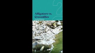 Alligators vs Crocodiles [upl. by Katy]