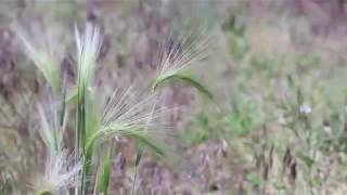 FOXTAIL BARLEY Hordeum jubatum [upl. by Ignacius574]