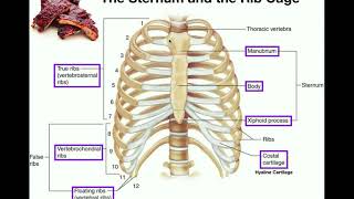 Anatomy  The Sternum Rib Cage amp Vertebrae [upl. by Winnick]