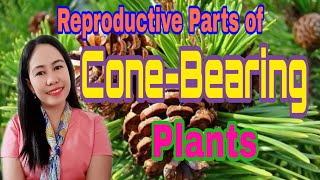 Reproductive Parts of ConeBearing Plants [upl. by Cirderf910]