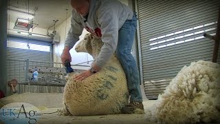 Sheep Shearing School [upl. by Bosch]