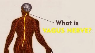 What Is The Vagus Nerve  Vagus Nerve Explained  Brain Mind Body Connect [upl. by Sherie]