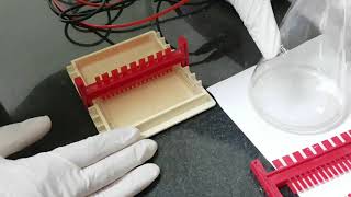 Agarose Gel electrophoresis [upl. by Sldney595]