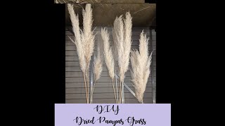 DIY DRIED Pampas Grass for Wedding [upl. by Aenat492]