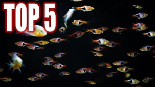 Top Five Rasbora Fish For Your Community Aquarium [upl. by Akiehsal391]