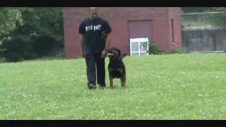 Kingston  26 months Schutzhund Obedience amp Protection Training [upl. by Nabe]