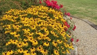 Transplanting Black Eyed Susan Babies to Save Money [upl. by Horwath448]