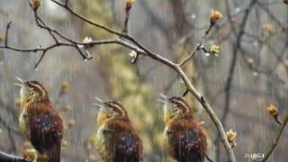 Sergey Grischuk  Melody of rain Deszczowa melodia [upl. by Airelav740]