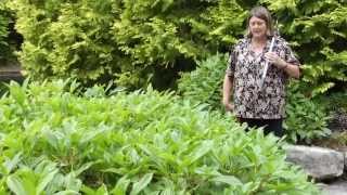 How to Prune Viburnum davidii  Instructional Video w Plant Amnesty [upl. by Aicilif587]