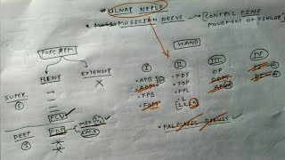 Ulnar Nerve 1 Muscular Branches Overview Chart  TCML [upl. by Griffis]