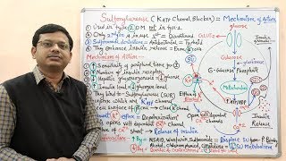 Diabetes Mellitus Part10 Mechanism of Action of Sulfonylurease  Antidiabetic Drugs  Diabetes [upl. by Urbannal]