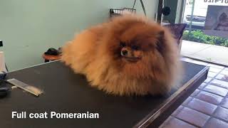 Full coat handscissor Pomeranian trim [upl. by Buskus]