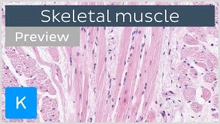 Skeletal muscle tissue and structure preview  Human Histology  Kenhub [upl. by Matthus]