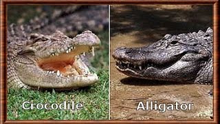 Alligator vs Crocodile  Kamp Kenan Education [upl. by Hauge61]