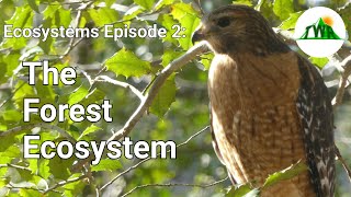 Ecosystems Episode 2 The Forest Ecosystem [upl. by Naitsirc145]