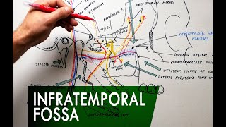 The Infratemporal Fossa  Boundaries amp Contents  Anatomy Tutorial [upl. by Loraine]